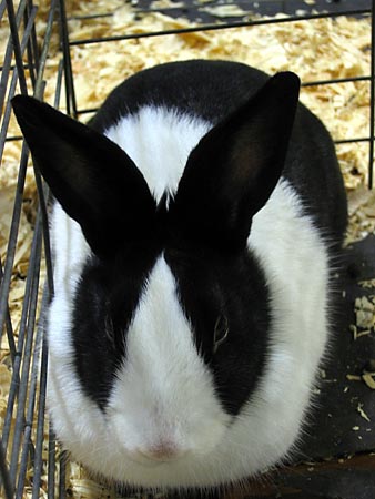 bnw Dutch rabbit