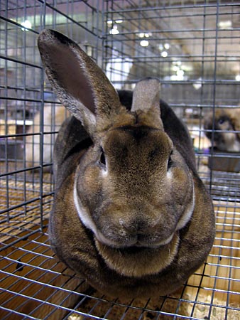 Brown rabbit