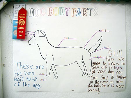 Dog parts drawing by 4-H member