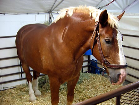 Hercules, the giant horse