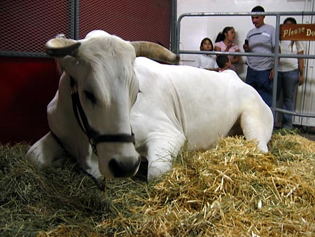 White Mountain giant steer