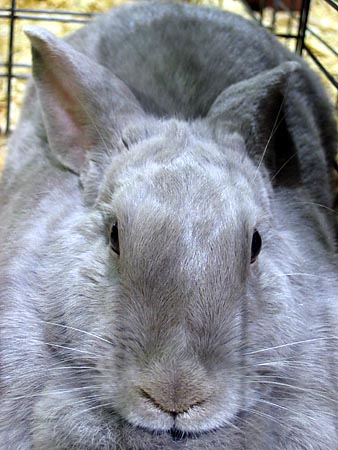 Grey rabbit