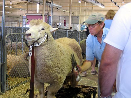 Sheep shearing demonstration