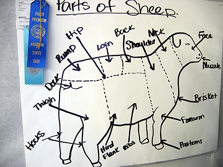Sheep parts drawing by 4-H member