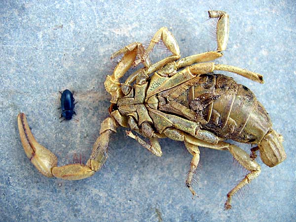 dead scorpion, 
live beetle
