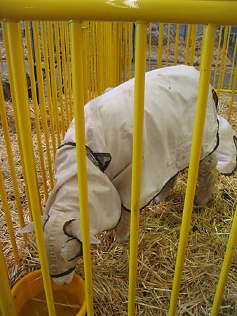 sheep wearing coat