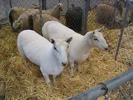 two sheeps