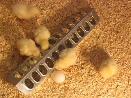 baby chicks