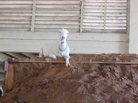 contented goat