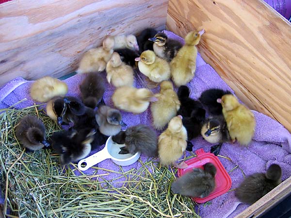 twenty-five ducklings